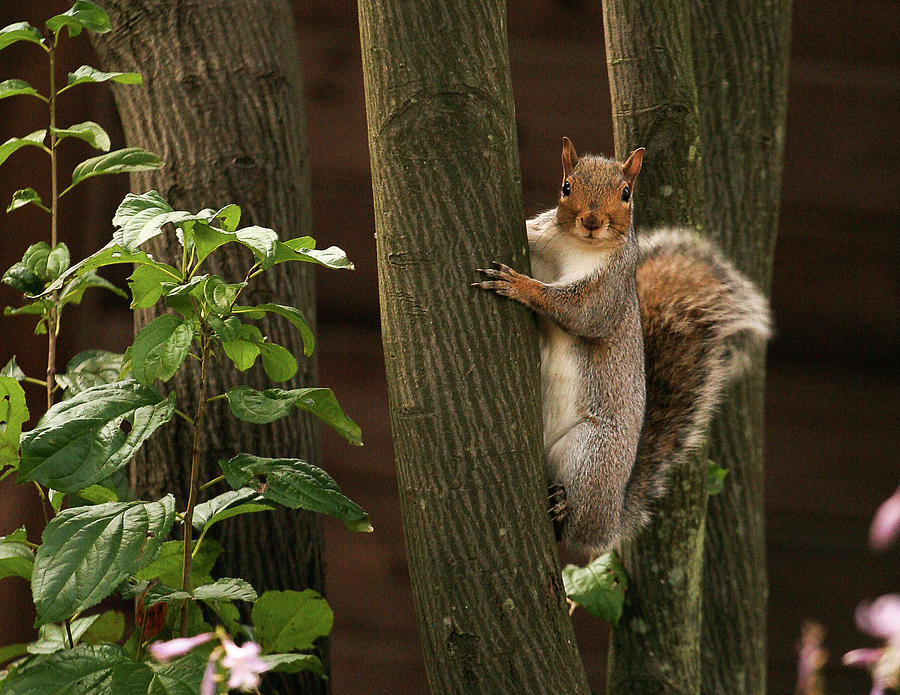 Squirrel Hanging Out in a Tree Photograph by David Morehead