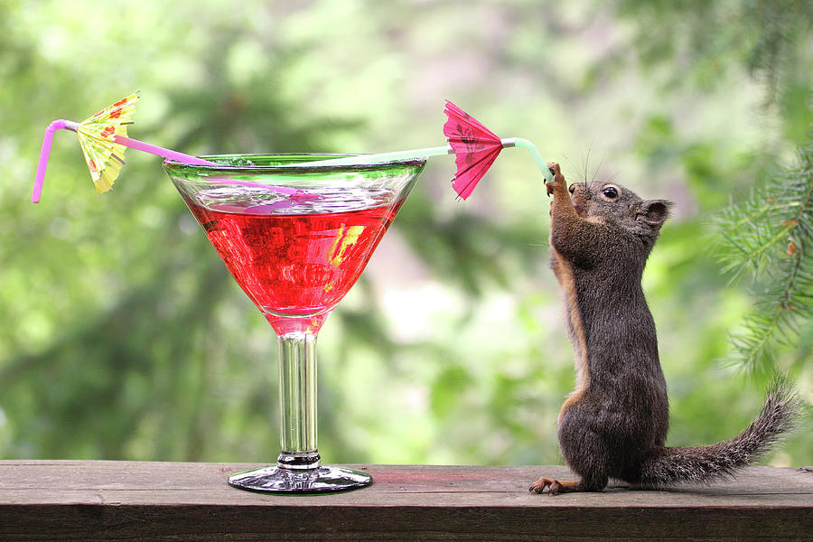 Squirrel Happy Hour Photograph by Peggy Collins