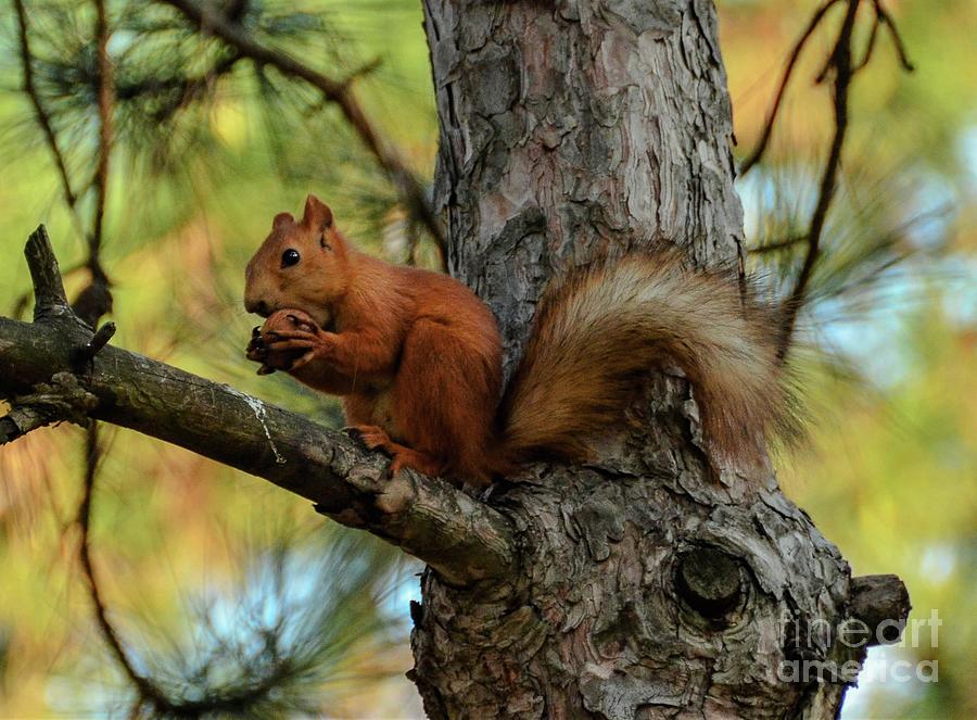 Squirrel has lunch Photograph by Julia Bernardes