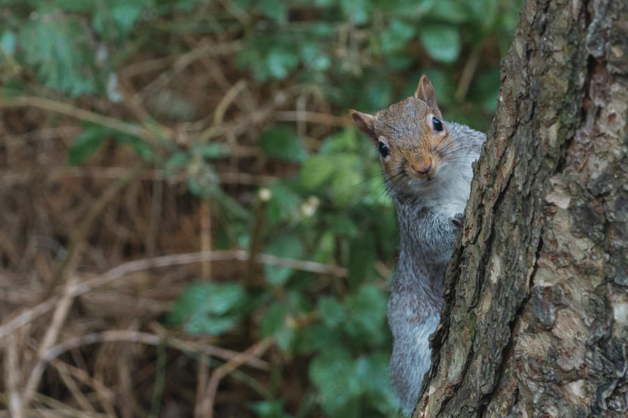 Shops hiding squirrel