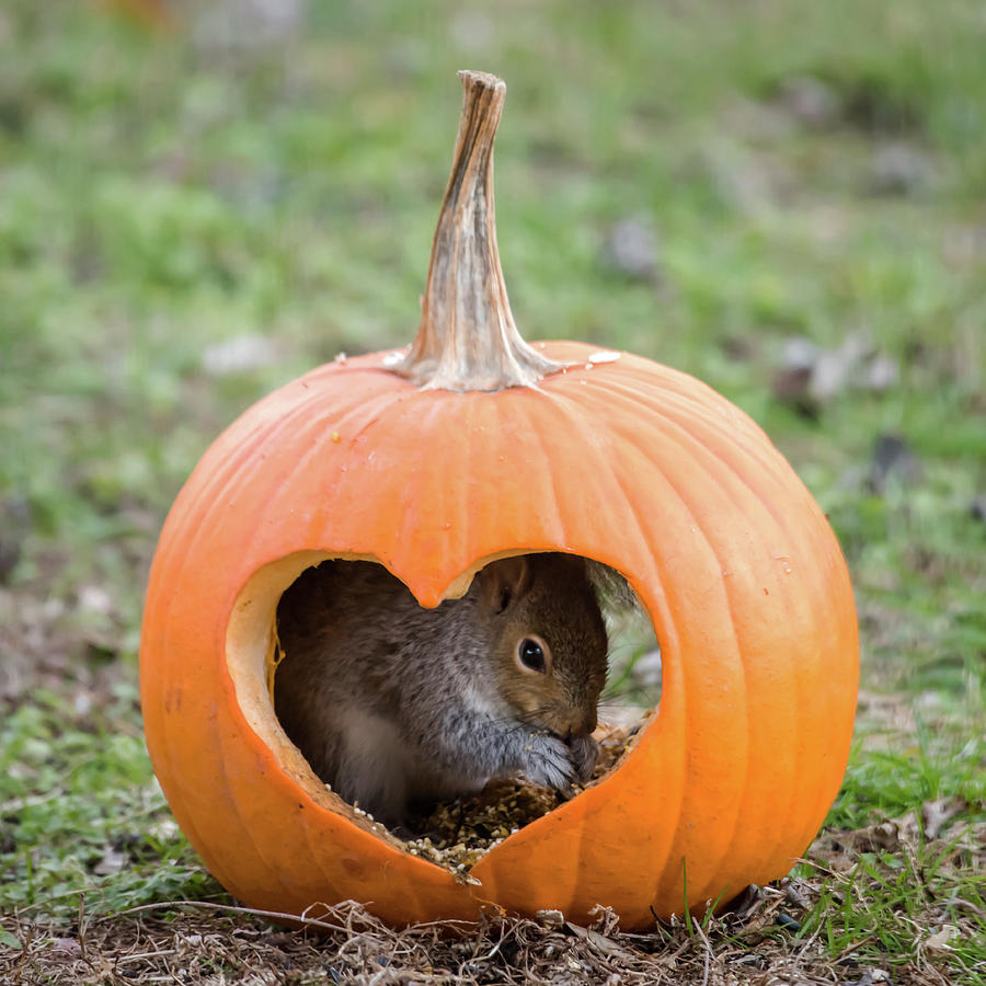 Squirrel I Love Pumpkins Square Photograph by Terry DeLuco
