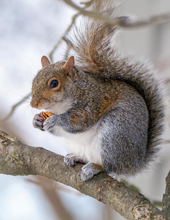 Squirrel in February  Photograph by Rachel Morrison