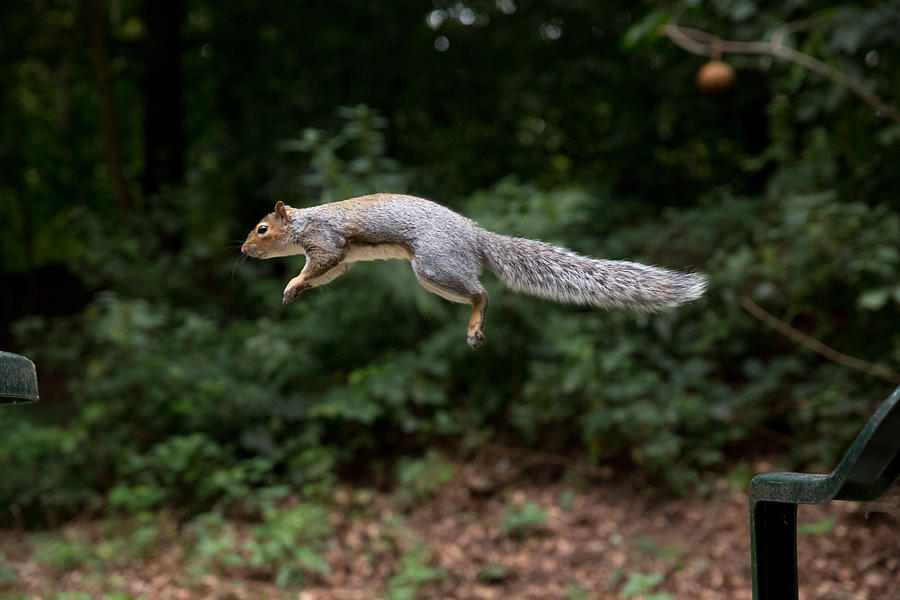 Squirrel in flight Photograph by AlexTurton