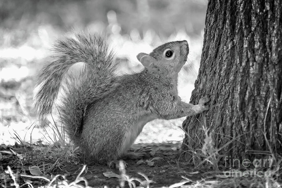 Squirrel in Montreal Photograph by Delphimages Photo Creations