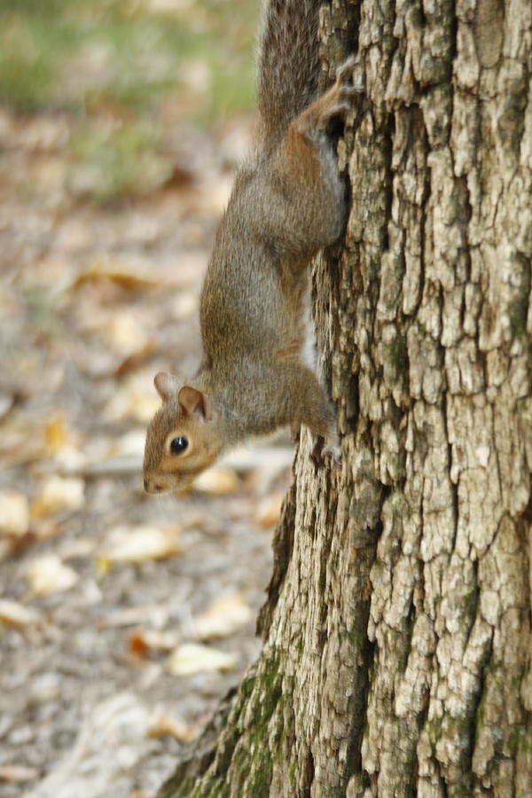 Squirrel in Motion Photograph by Ann Murphy