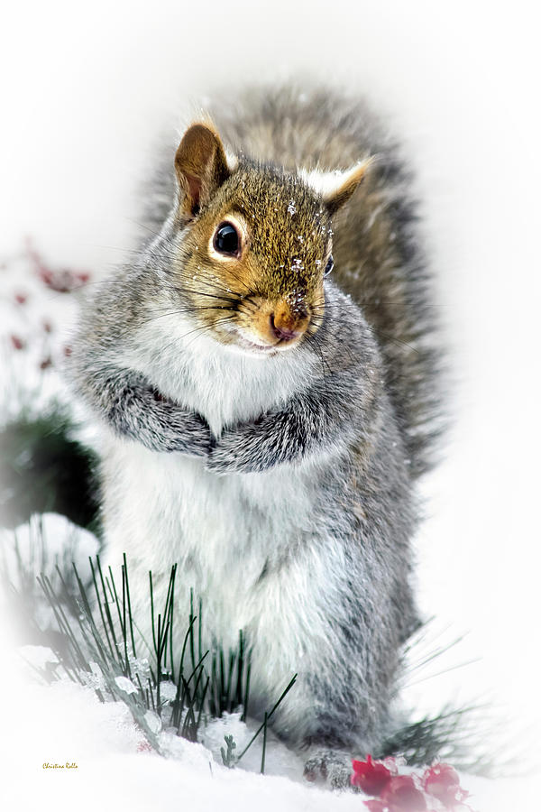 Christmas Photograph - Squirrel in Snow by Christina Rollo