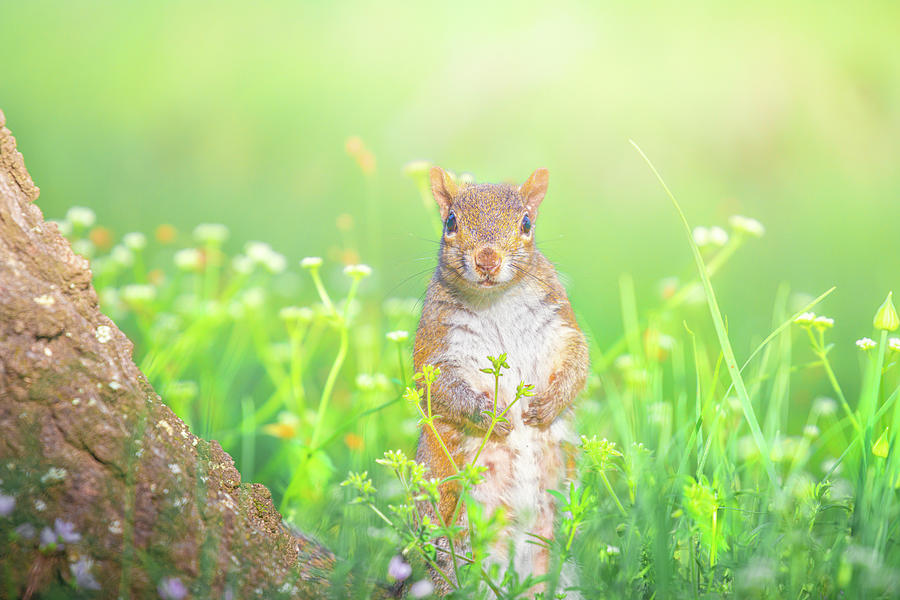 Squirrel In Spring Wildflowers Photograph by Jordan Hill