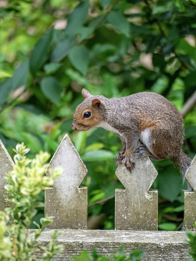 Squirrel in Summer Photograph by Rachel Morrison
