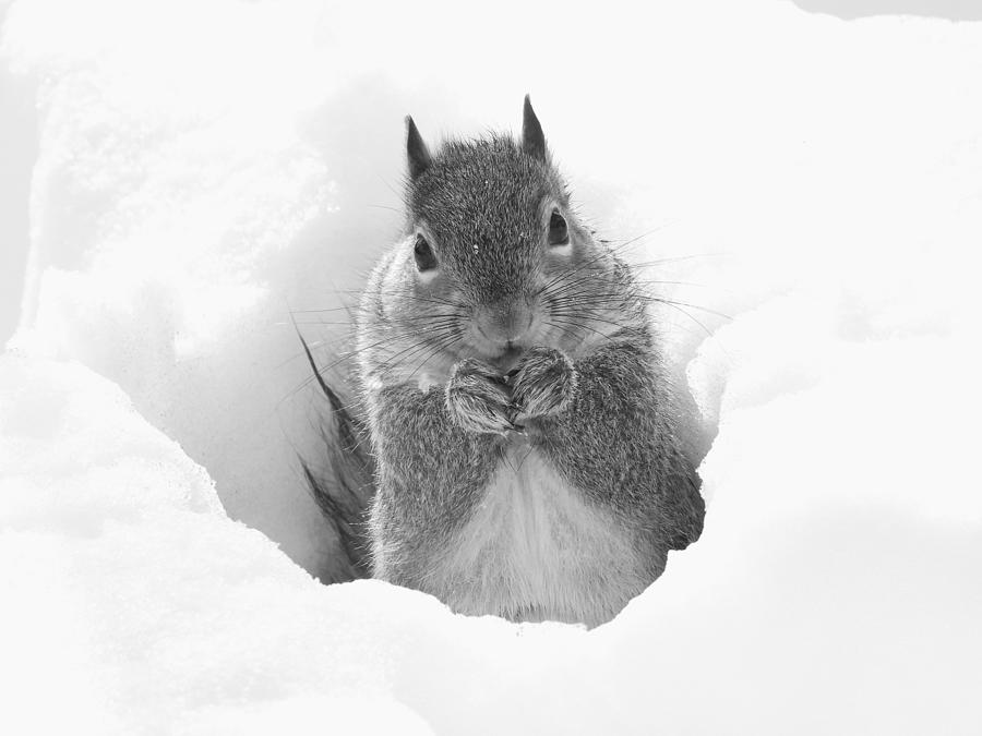 Black And White Photograph - Squirrel In The Snow by Living Color Photography Lorraine Lynch