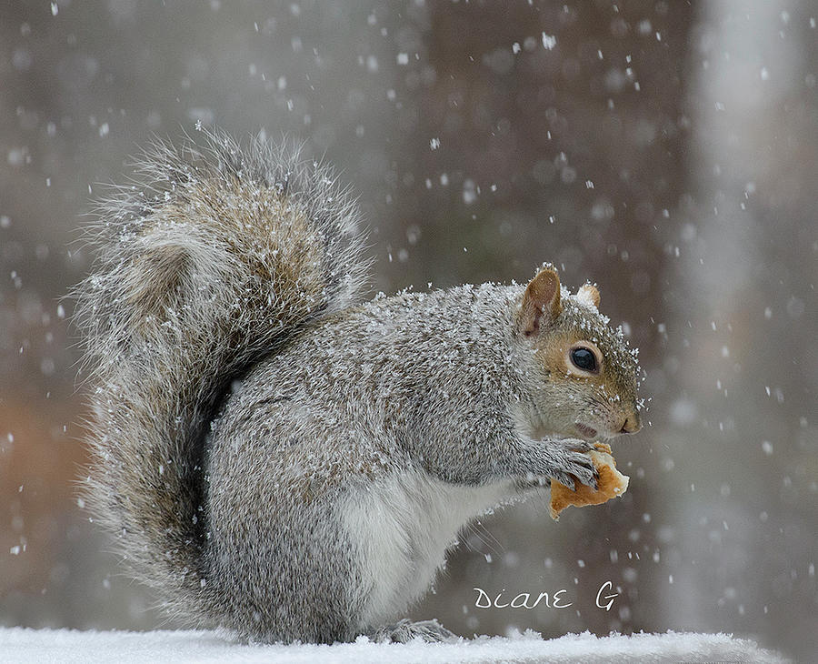 Squirrel in Winter Photograph by Diane Giurco
