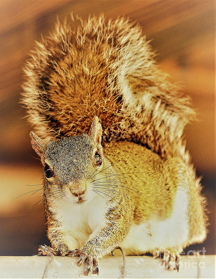 Squirrel in Zeke Fashion  Photograph by Joanne Carey