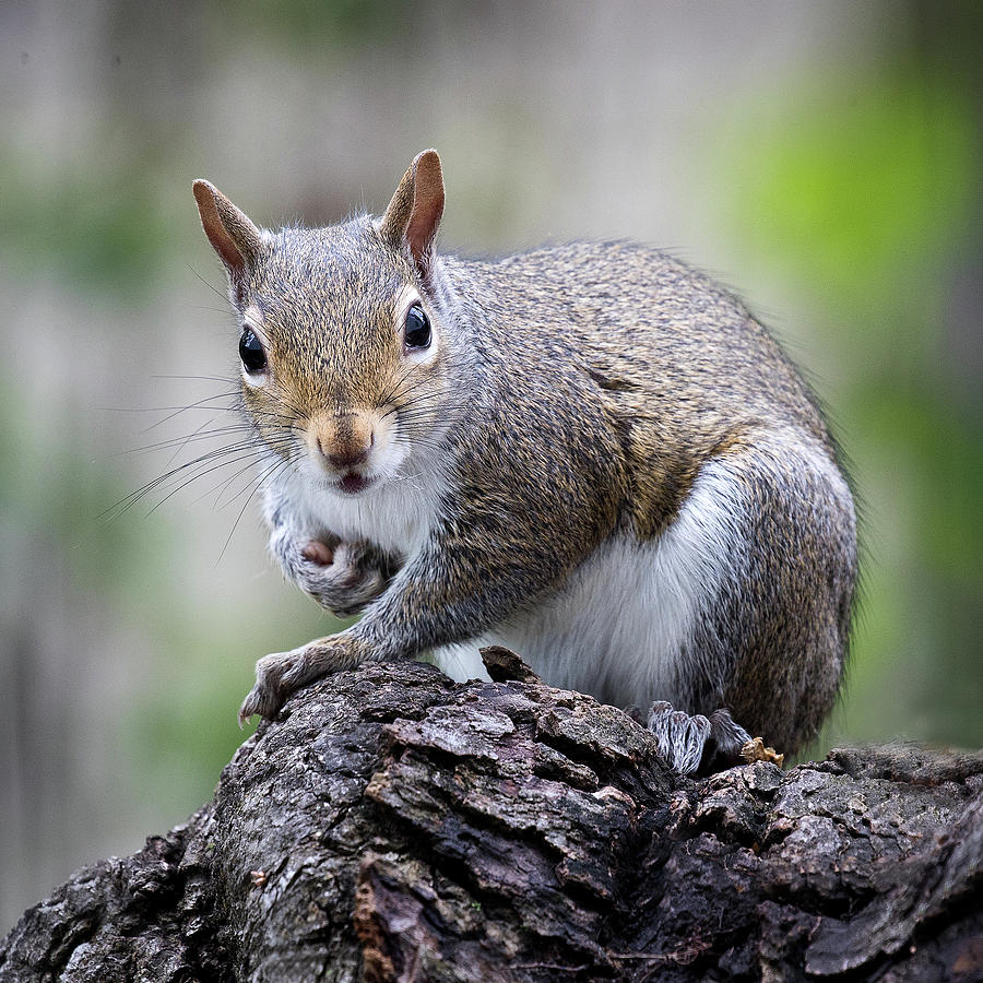 Squirrel Photograph