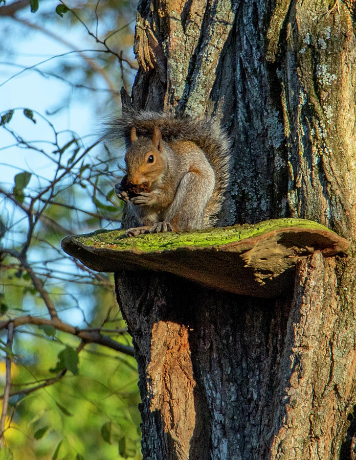 Nature Photograph - Squirrel by Jean Haynes