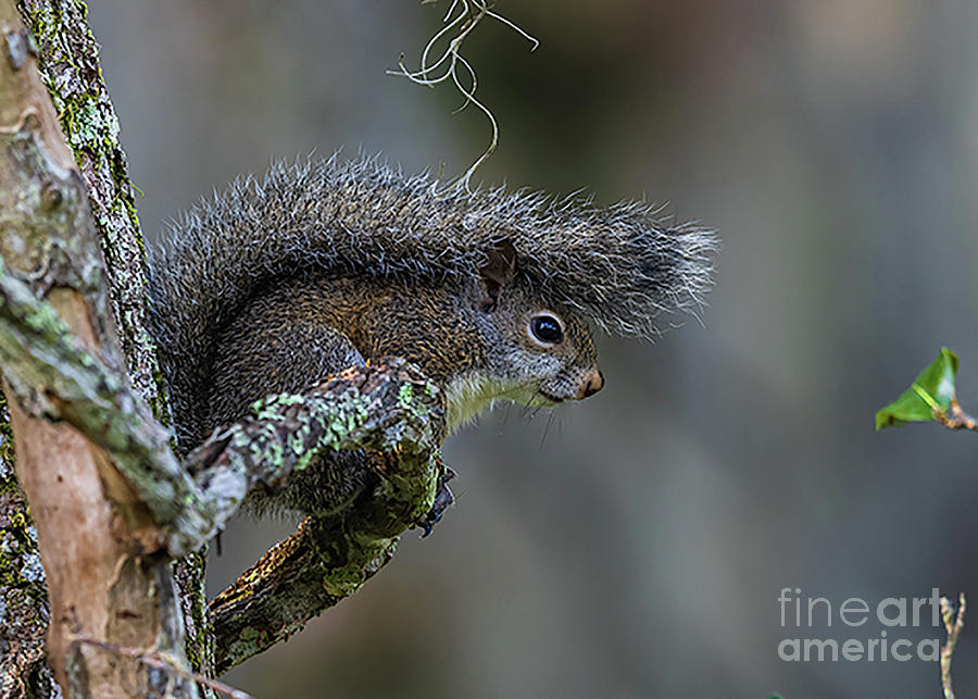Squirrel Photograph by Jim Gillen