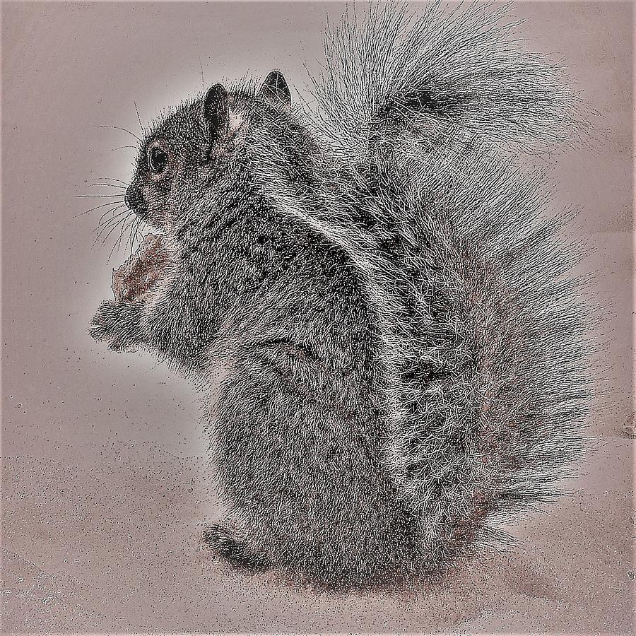 Squirrel Photograph by John Linnemeyer