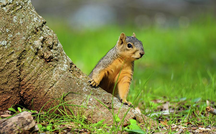 Curious Squirrel Photograph by Katy L - Fine Art America