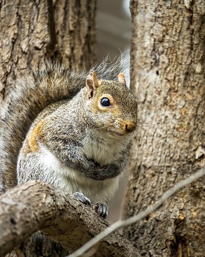 Squirrel Keeping Warm Photograph by Rick Nelson