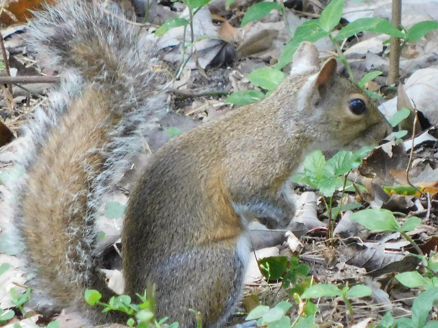 Squirrel Photograph