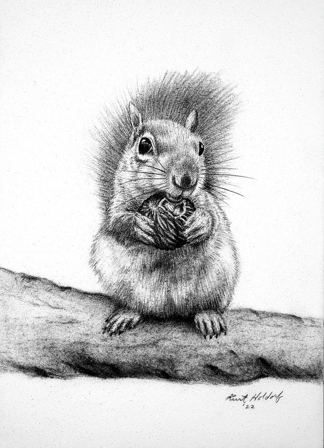 Squirrel Drawing by Kurt Holdorf