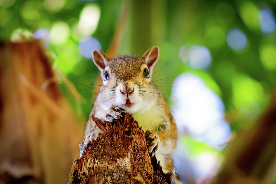 Squirrel Looking Down From a Palm Tree Limb Photograph by Quiet Space ...