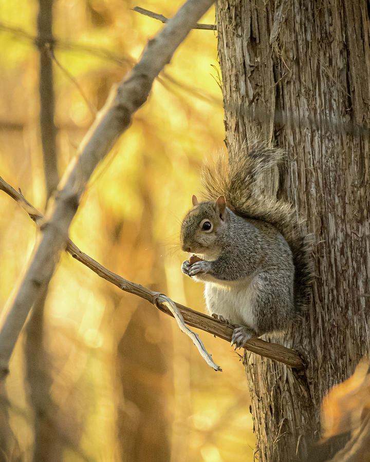 Squirrel Lunch Photograph by Rick Nelson