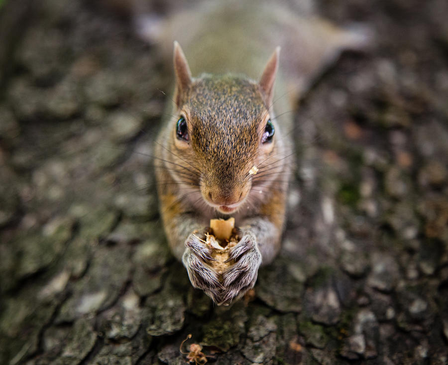Squirrel Photograph by Michele Tardivo