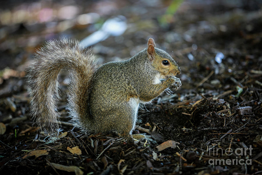Wildlife Photograph - Squirrel by Mina Isaac