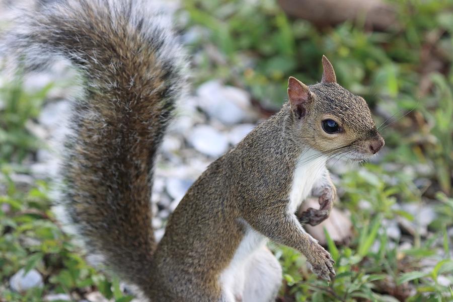 Squirrel Photograph by Mingming Jiang