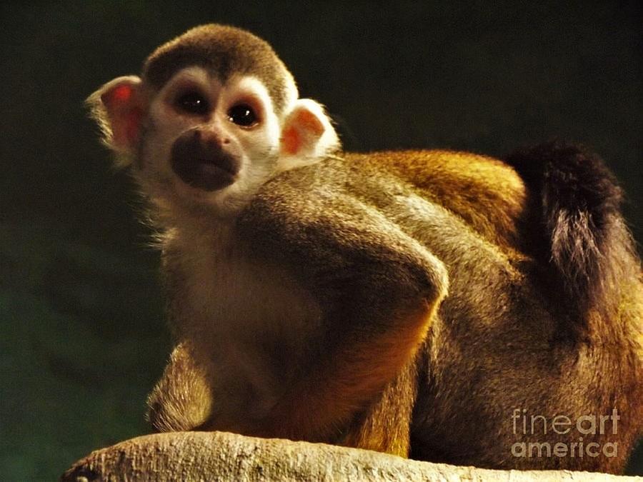 Squirrel Monkey June Indiana by Rory Cubel