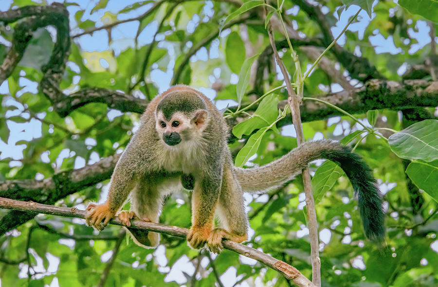 Squirrel Monkey, Costa Rica Photograph by Marcy Wielfaert