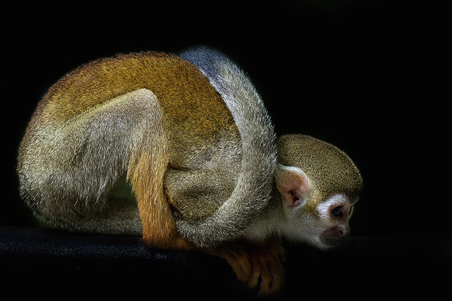 Squirrel Monkey Crouching on Tree Branch Photograph by David Gn