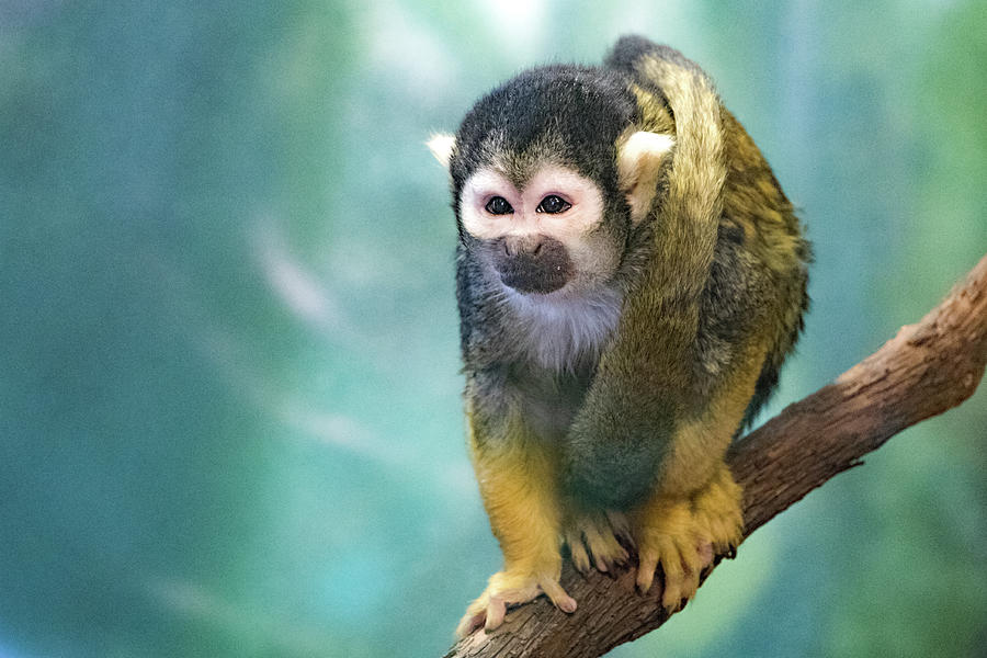 Squirrel Monkey Photograph by Gerri Bigler