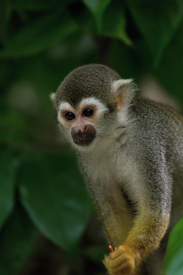 Squirrel Monkey Portrait Photograph by David Gn