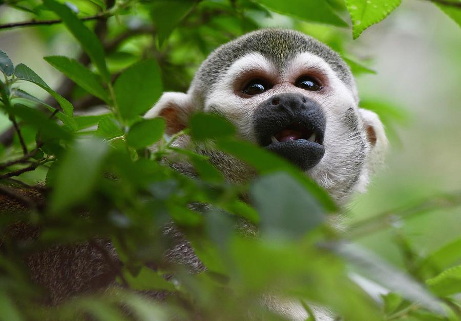 Squirrel Monkey Through the Leaves Photograph by Richard Bryce and Family