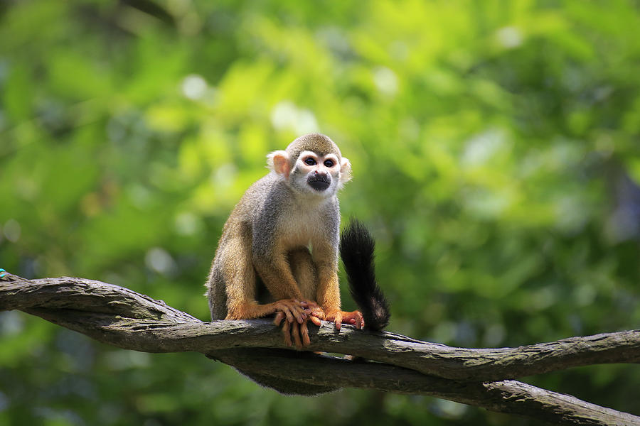 Squirrel Monkeys Photograph by Seng Chye Teo