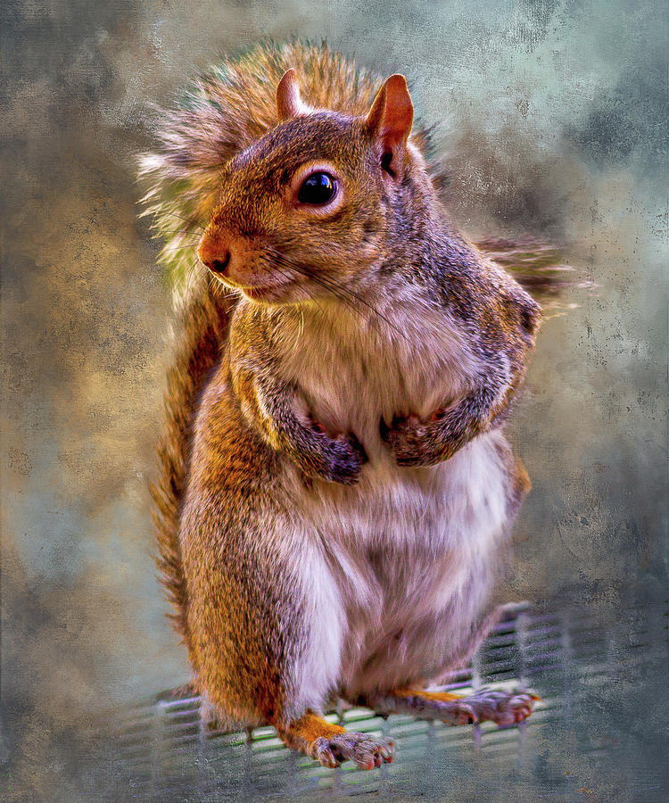 Squirrel Mr. Chip Mixed Media by Ken Frischkorn