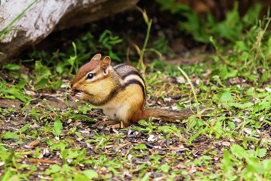 Squirrel nibbling on a nut Photograph by SAURAVphoto Online Store