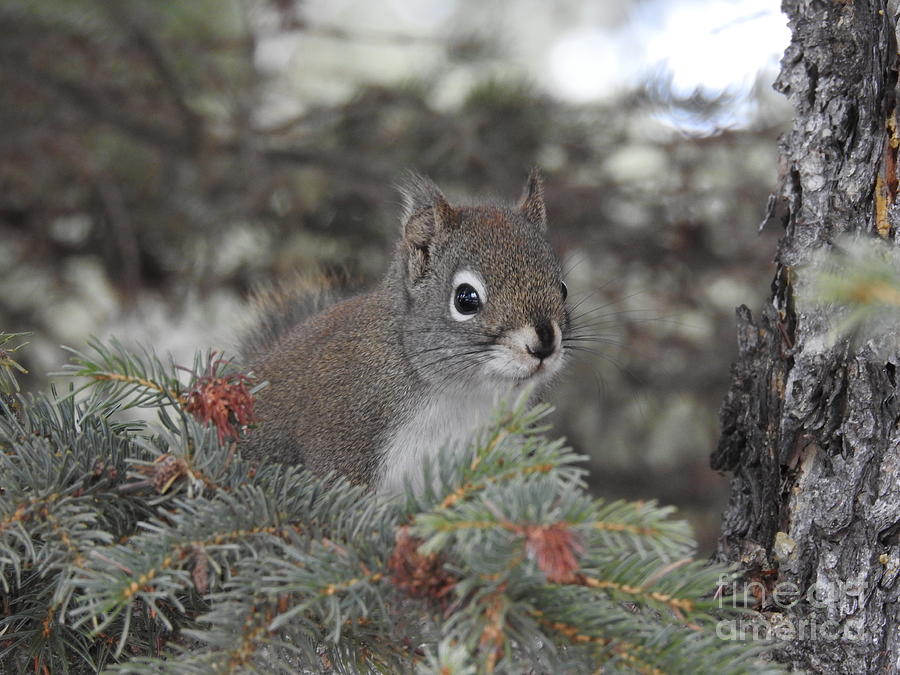 Squirrel Photograph by Nicola Finch