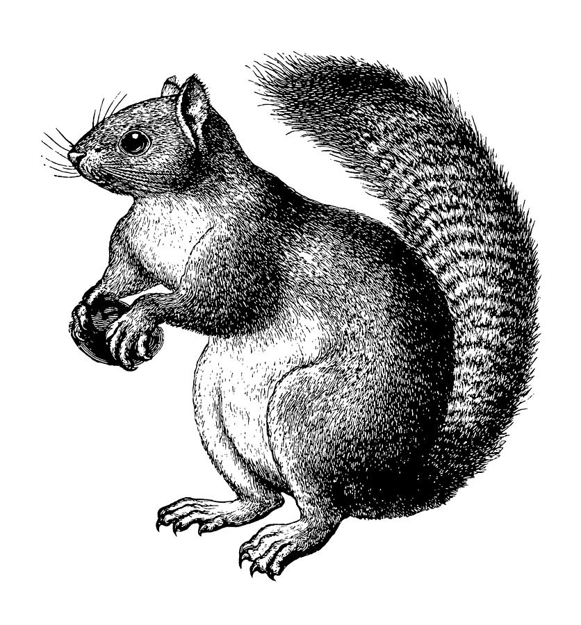 Squirrel Drawing by NSA Digital Archive