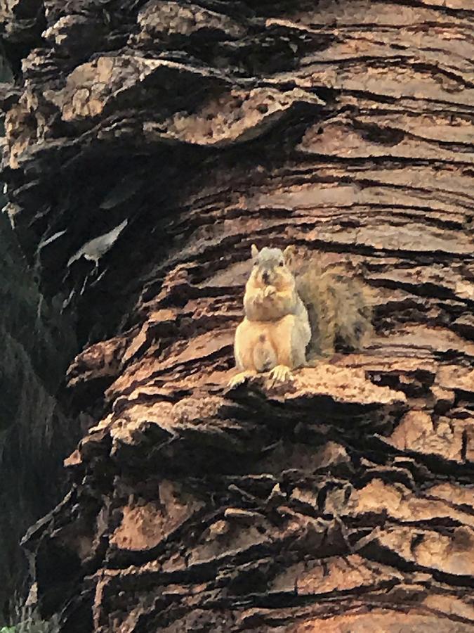 Squirrel Observes Fat Nut With Camera Photograph by Calvin Boyer
