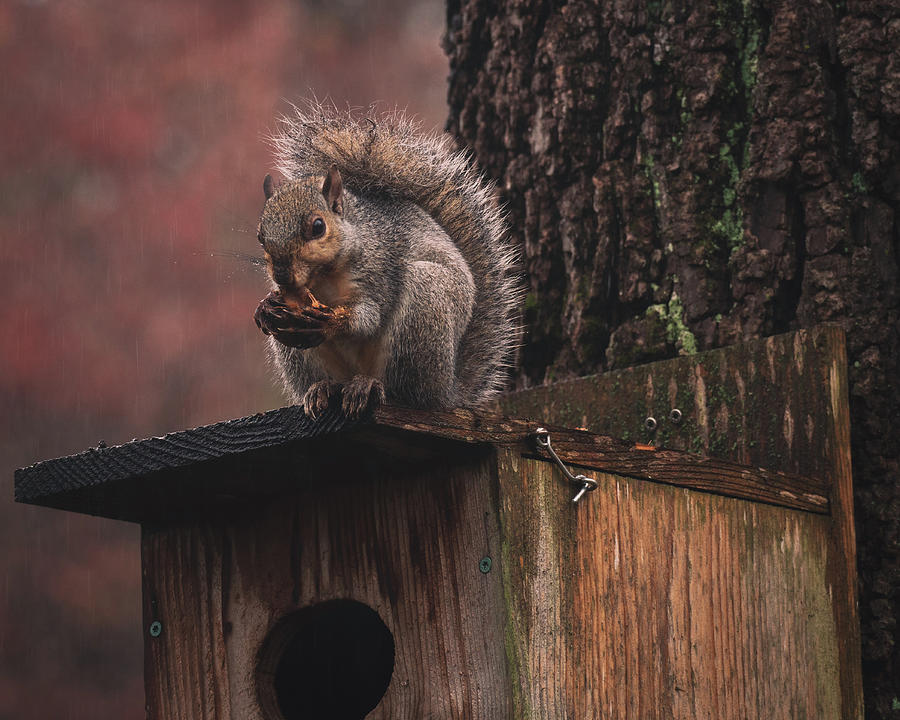 Squirrel on a Birdhouse - Rainy Autumn Photograph by Jason Fink