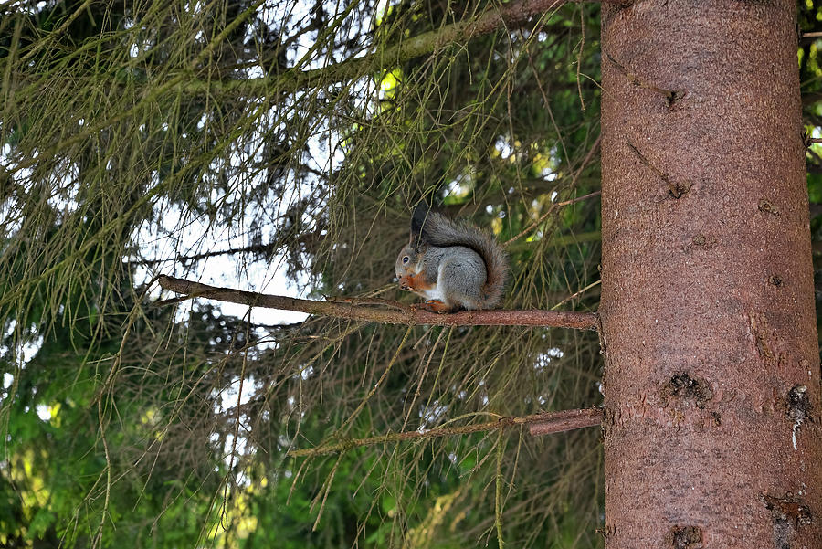 Squirrel on a branch. Photograph by Sergei Fomichev
