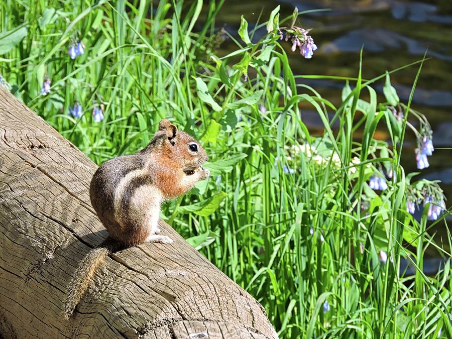 Squirrel on a Log Photograph by Connor Beekman