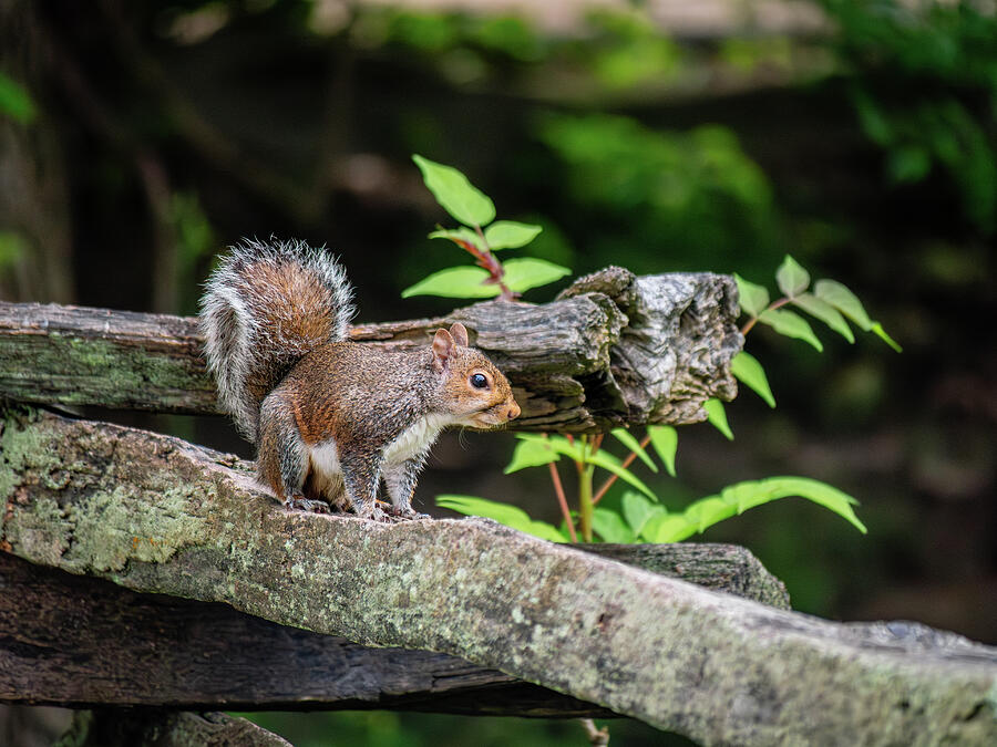 Squirrel on a Pasture Fence in June Photograph by Rachel Morrison Squirrel on a Pasture Fence in June Photograph by Rachel Morrison
