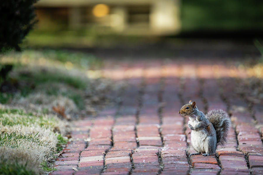 Squirrel on a Path Photograph by Rachel Morrison