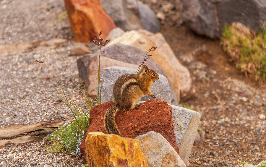 Squirrel On A Rock Photograph