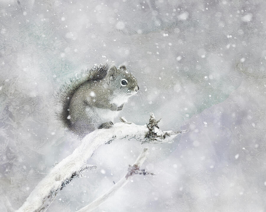 Squirrel On A Snowy Day Mixed Media by Sue Capuano