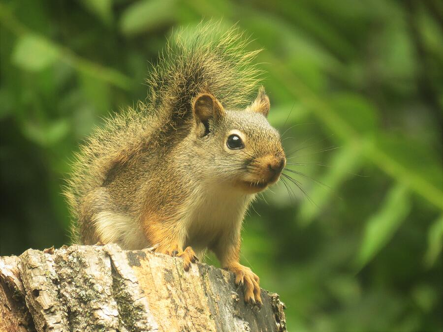 Squirrel on a Stump  Photograph by Lori Frisch
