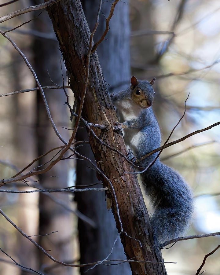 Squirrel on a Tree Photograph by Flinn Hackett