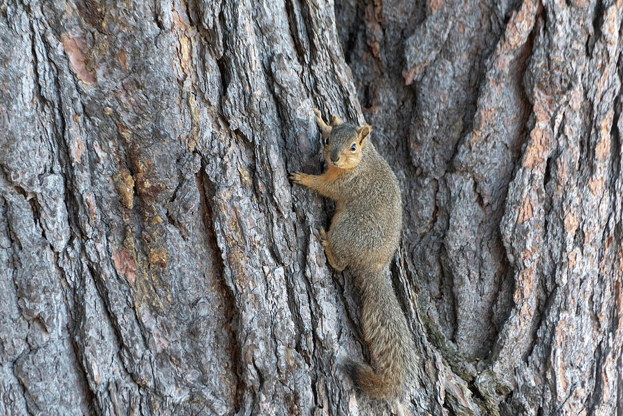 Squirrel on a tree Photograph by Matthew Nelson